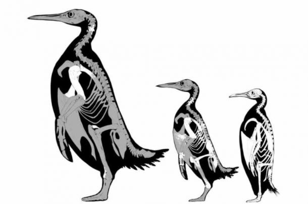 Skeletal illustrations of Kumimanu fordycei, Petradyptes stonehousei, and a modern emperor penguin showing the sizes of the new fossil species. (Simone Giovanardi)