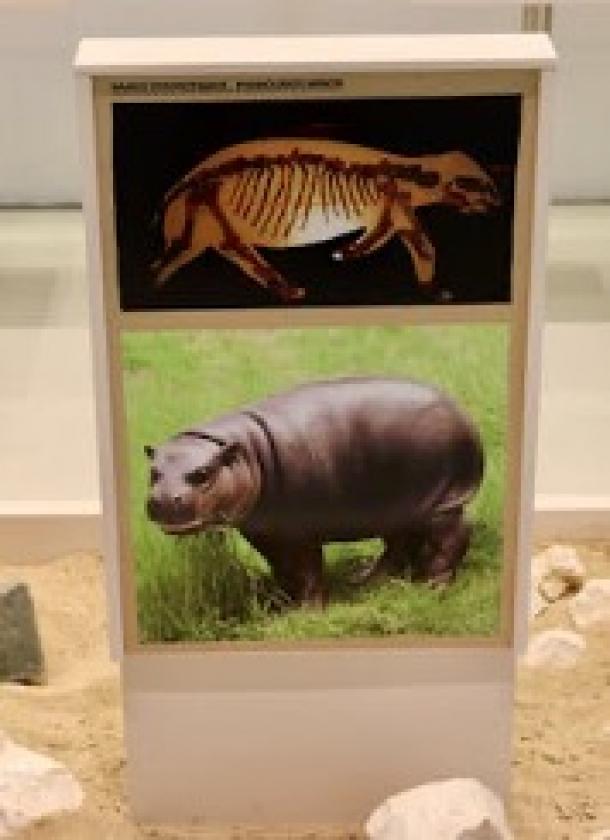 Skeleton of a dwarf hippo (Phanourios minor) and artist’s reconstruction of the animal displayed at the Akamas Geology and Paleontology Information Centre in Pano Arodes, western Cyprus. 