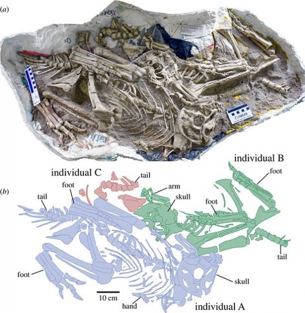 Image of skeletons discovered in the Gobi Desert. In the lower diagram, the different colors represent different individuals. (Gregory F. Funston et. al / CC BY-SA 4.0)