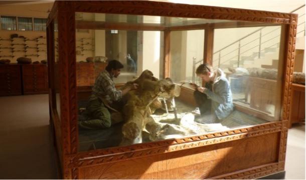 Skull of largest Palaeoloxodon specimen, kept in glass case since its discovery in 2000. 