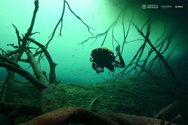 Los estudios muestran que las hogueras en el cenote Aktun Ha fueron creadas por el hombre hace más de 10,000 años. Aktun tiene acceso, Foto ODRL / INAH)