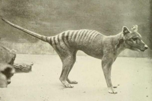 Scientists have almost completed the mapping of the Tasmanian Tiger genome, another extinct species that may soon be revived