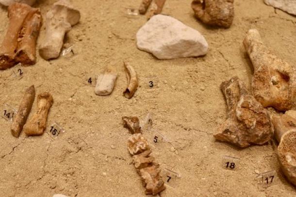 Teeth and bones of dwarf elephants (Paleoloxodon cypriotes) displayed at the Akamas Geology and Paleontology Information Centre in Cyprus.