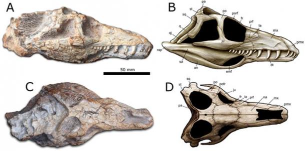 Teyujagua paradoxa holotype.