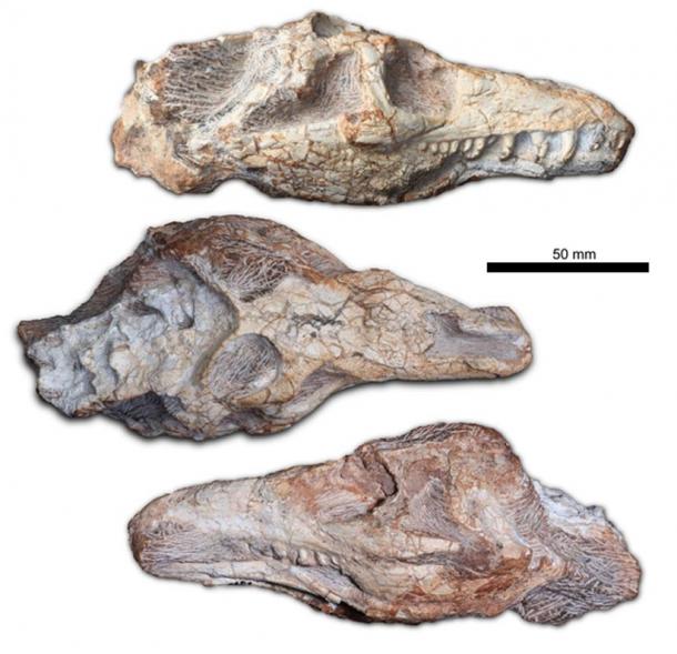 Fossilized skull of the Teyujagua.