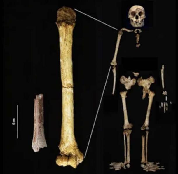 The Mata Menge humerus fragment (left) shown at the same scale as the humerus of Homo floresiensis from Liang Bua