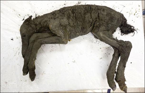   The foal found in the Batakai crater Yakutia appeared last month. (Image: The Siberian Times) 