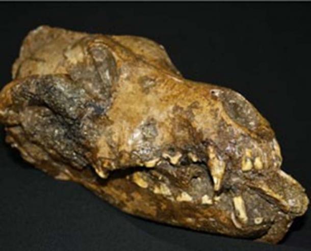 The fossilized dog skull clutches the mammoth bone, seen sticking out of the front of the mouth.
