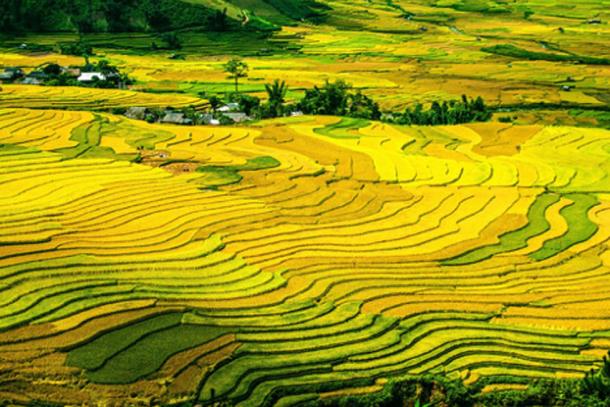 The growth of rice cultivation 5000 years ago has contributed to the increase in the level of methane. (Image: CC0)