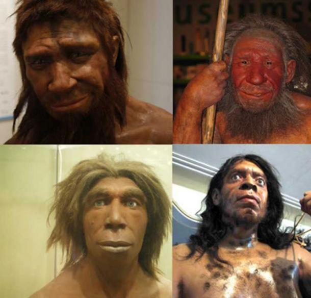 The New Paleo? The Staples of Neanderthal Diets Unlocked by Looking at ...