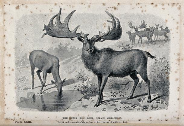 Irish and male Irish elk (Cervus megaceros), now extinct (public domain)