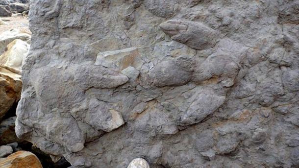 iguanodon footprint