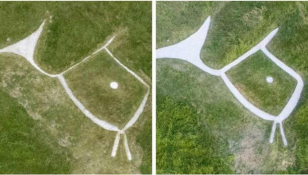 Undated National Trust handout photo of the head and neck of the White Horse at Uffington, Oxfordshire, showing a before (left) and after restoration view. (BBC/PA Media)