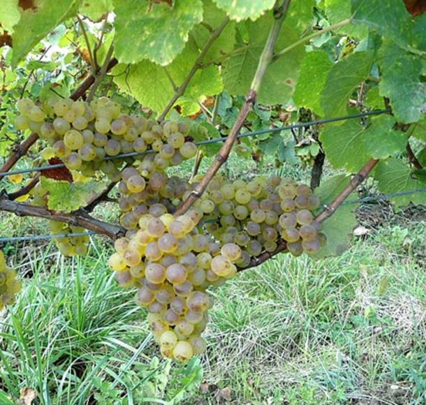 It has been discovered that an old grape seed of the white savagnin has a direct relationship with the modern variety. (CC BY-SA 4.0)