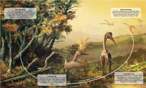 Visual summary of how basic, size-dependent flight parameters (wing loading, wingspan and aspect ratio) could have influenced pterosaur ecology throughout ontogeny. The animals shown here are giant azhdarchids, a species which likely had the largest ontogenetic mass differentials of any pterosaurs and thus potentially the broadest ecological range across their various growth stages. (Scientific Reports)