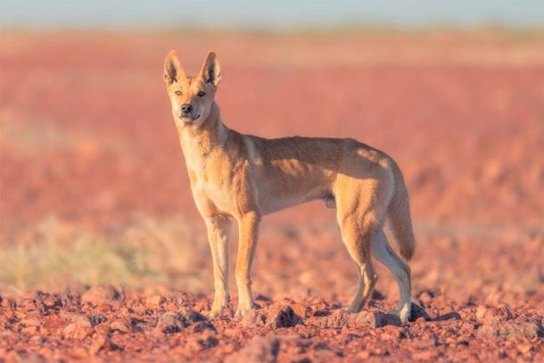 Wild dingo in the gibber habitat of South Australia. (Kris/Adobe Stock)