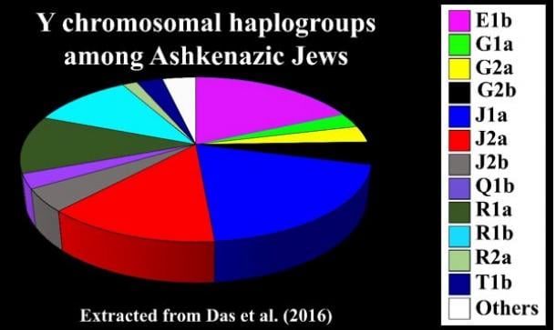 Y chromosomal haplogroups among Ashkenazic Jews. (Das et al./ Author Provided)