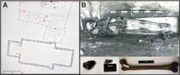 A) Excavation site (Folkebibilotekstomten, 1973–1985) of the church cemetery of St. Olav in Trondheim, Norway. The burial location of SK152 (red circle) belongs to a building phase that has been dated archaeologically to 1200 CE (range 1175–1225). B) Entire skeleton (top) and femoral long bone plus two teeth from which Salmonella DNA was extracted (bottom). (Cell/Current Biology)