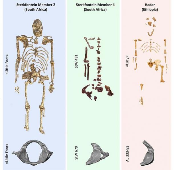 Little Foot’s Skeleton Adds To Human Evolution Story | Ancient Origins