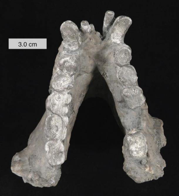 Some Bigfoot proponents believe that Bigfoot could be a relict population of the extinct primate Gigantopithecus blacki, fossil jaw shown. (Wilson44691 / CC BY-SA 3.0)