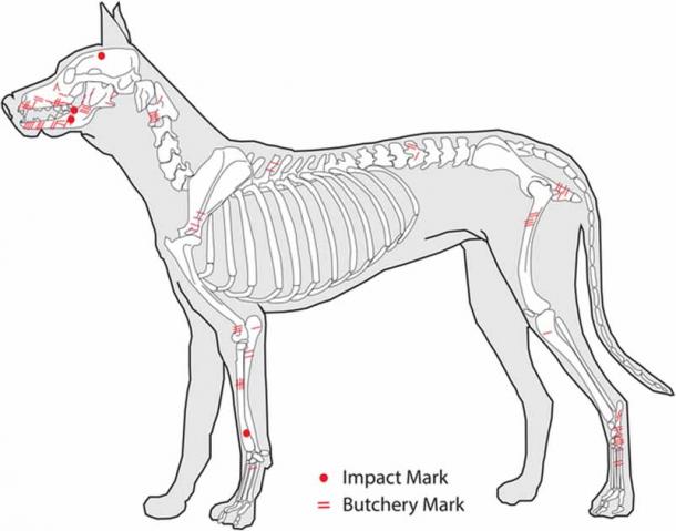 Map of butchery and impact marks across dog skeletons. (Thomas, A.E. et al. American Antiquity)