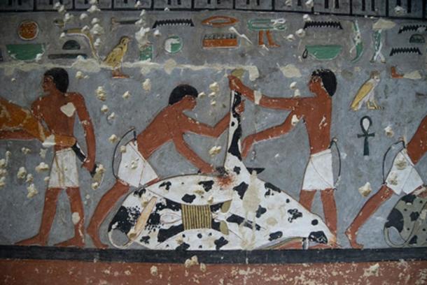 A cow being slaughtered as depicted in the nobleman’s tomb where the mummification process was suddenly found to be 1,000 years older than previously believed. (National Geographic / WindFall Films)