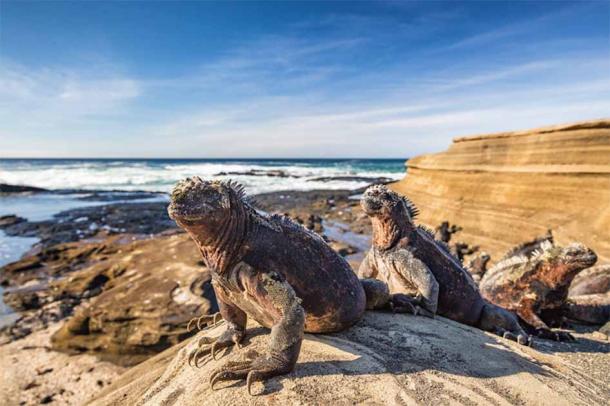 Amongst the creatures reminiscent of the beasts which inhabited Jurassic Park are marine iguanas which have made their home in the Galapagos Islands of Ecuador. (Maridav / Adobe Stock)