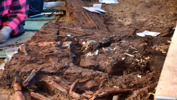 The cremated bog bones are about 10,500 years old. They are the first human remains found at any of the Mesolithic sites at the Duvensee bog. (ALSH)