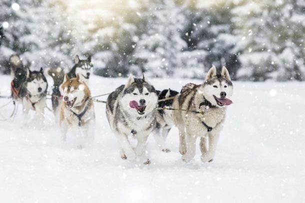 Arctic sled dogs in action. (belyaaa / Adobe Stock)