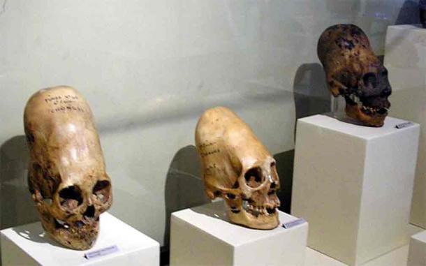 Elongated skulls on display at Museo Regional de Ica in the city of Ica in Peru (Marcin Tlustochowicz from Poland/CC BY 2.0)