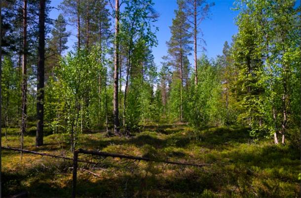 The site of the excavations in Tainiaro, Finland. (Aki Hakonen/Antiquity Publications Ltd)