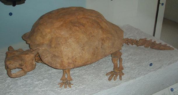 The extinct horned turtle, Meiolania. Source: CC BY SA 2.0