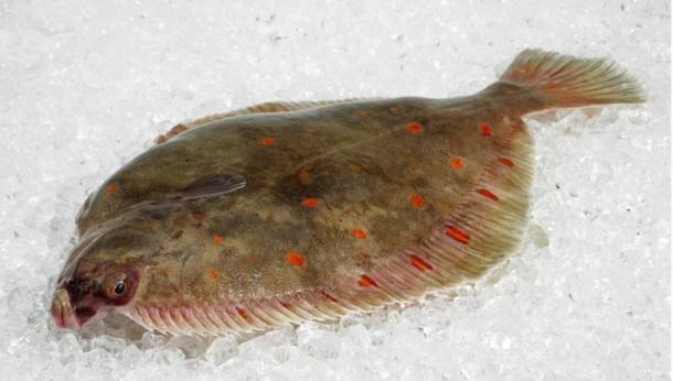 : A plaice, the most popular flatfish in medieval Europe.	Source: slowmotiongli/Adobe Stock