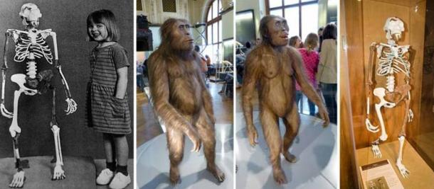 Left; The reconstructed skeleton of Lucy, found in Hadar, Ethiopia, in 1974, and Grace Latimer, then age 4, daughter of a research team member. Right; Reconstruction of a male (left) and female (right) A. afarensis at the Natural History Museum, Vienna. Right, Lucy skeleton, Cleveland Natural History Museum. Source: CC BY 2.0 /CC BY-SA 4.0/CC BY-SA 4.0/CC BY SA 2.0