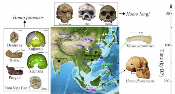 New organization of hominin fossils from eastern Asia after discovery of new species. 