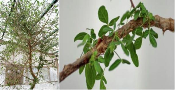 Left; 3-meter-tall tree ‘Sheba’; Right; Close up of the leaves.