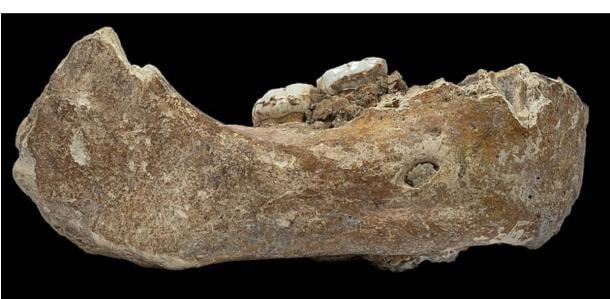 Piece of Denisovan jawbone with two attached molars, recovered from Baishiya Karst Cave on Tibetan Plateau.