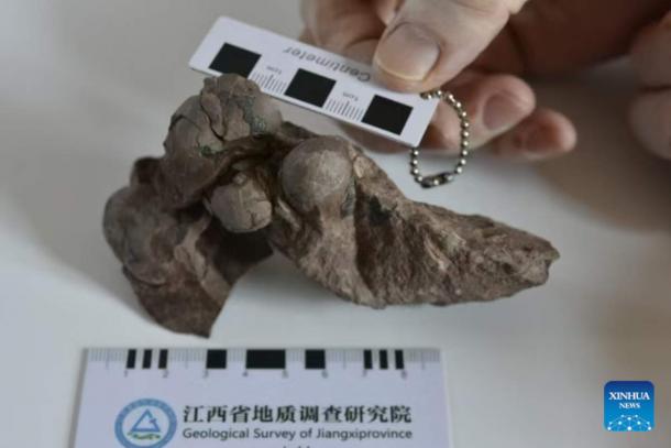 This photo shows the smallest dinosaur egg fossils discovered in the city of Ganzhou, east China's Jiangxi Province