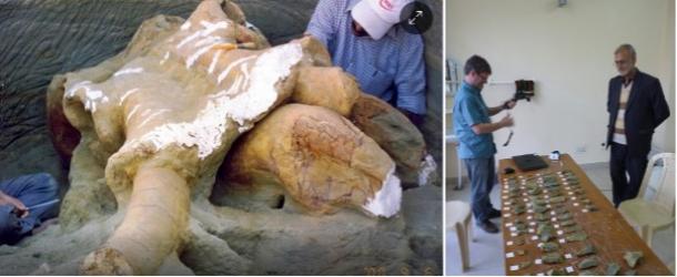 Indian scientists survey Palaeoloxodon (elephant) fossil and stone tools excavated nearby.