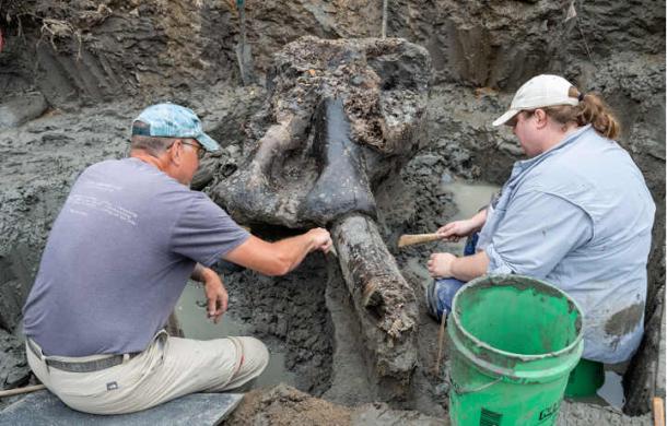 First Well-Preserved Mastodon Skull Unearthed in Iowa