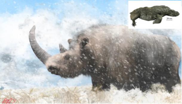 An artist’s rendition of a prehistoric woolly rhinoceros.