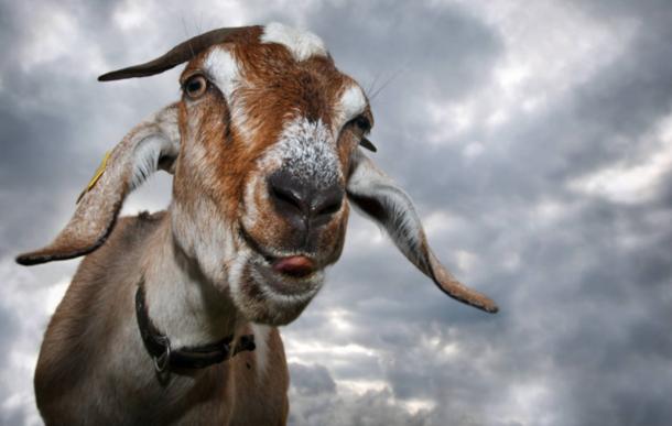 Goat’s face with tongue out, ready to torture!