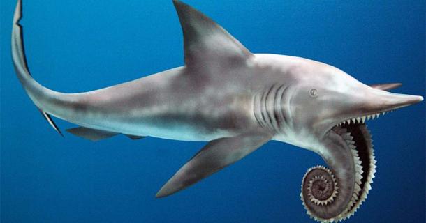 Ancient Sea-Creature Helicoprion Had Terrifying Chainsaw-Like Teeth ...