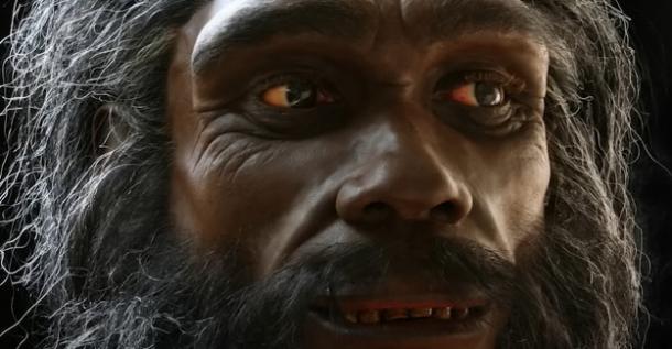 Homo habilis reconstruction.