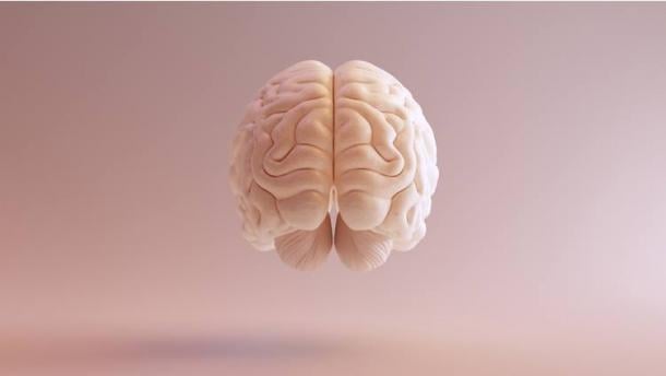 Human brain Anatomical Model illustration. Source: paul/Adobe Stock