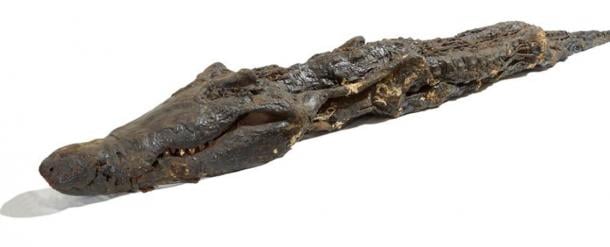 Mummified crocodile with numerous infant crocodiles adhering to the back