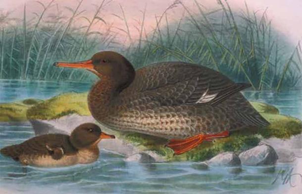 Top image: Auckland Island merganser. Artistic reconstruction by J. G. Keulemans from Bullers Birds of New Zealand (1888) Bullers Birds of New Zealand. Source: Author provided/The Conversation