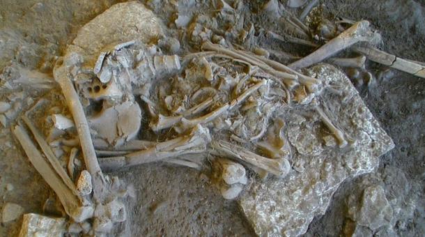 One of the complete skeletons found in the Frälsegården passage grave. Source: Karl-Göran Sjögren/Nature