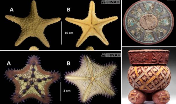 Starfish varieties found at the Tula site, plus beautiful mosaic and Toltec jug.