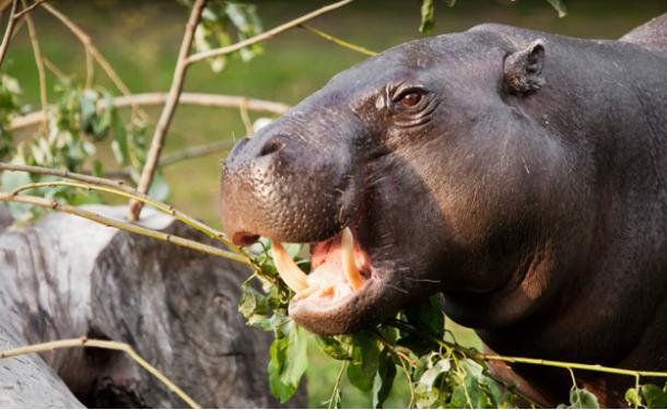 Muzzle of a dwarf Liberian hippo. 